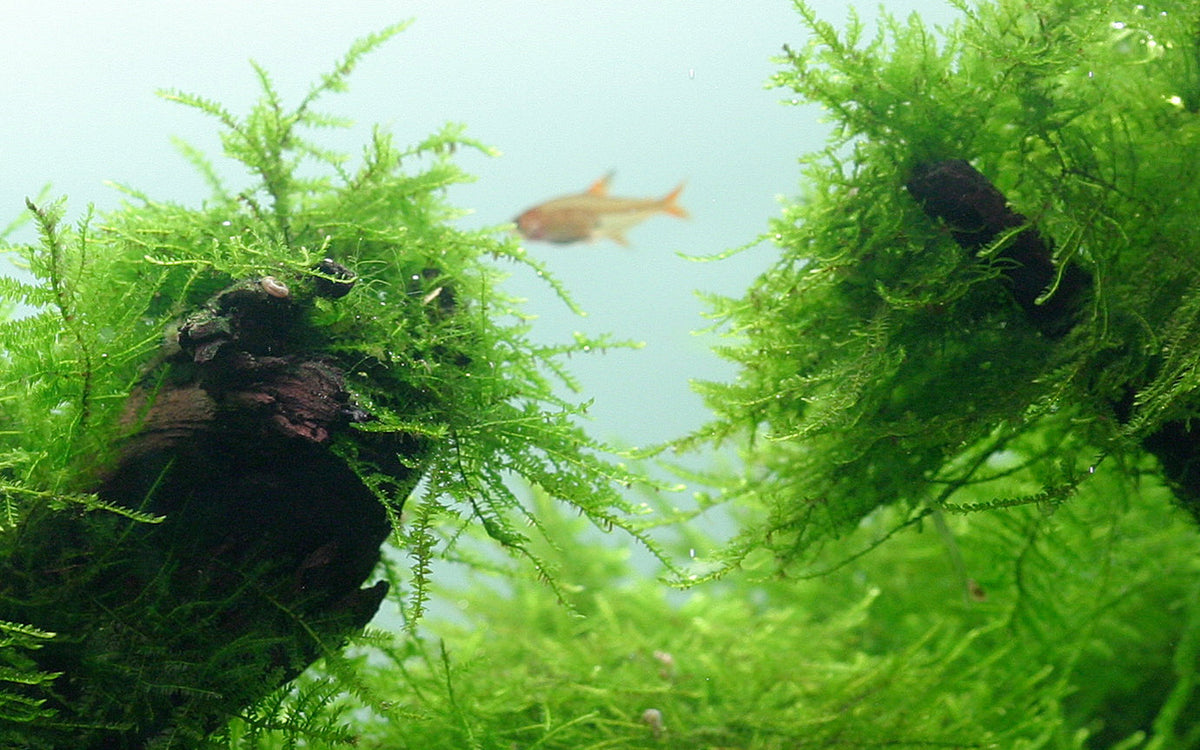 Taxiphyllum barbieri 'Bogor Moss'
