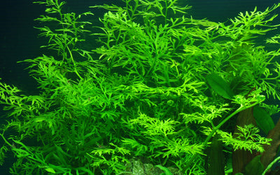 Ceratopteris thalictroides