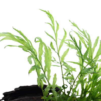 Bolbitis heudelotii