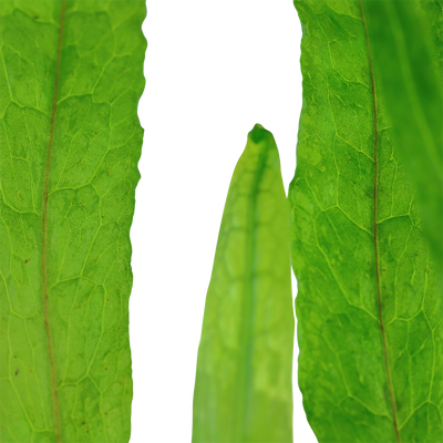 Microsorum pteropus 'Narrow'