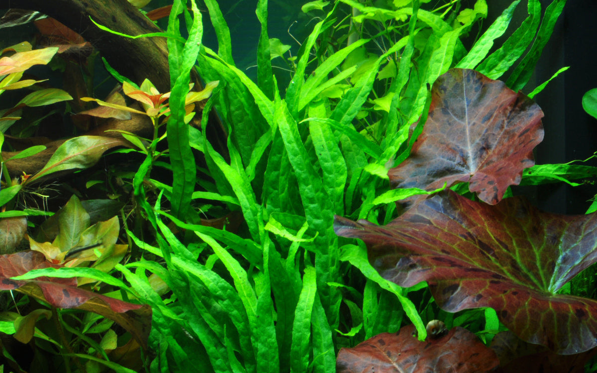 Microsorum pteropus 'Narrow'