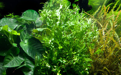 Microsorum pteropus 'Windeløv'