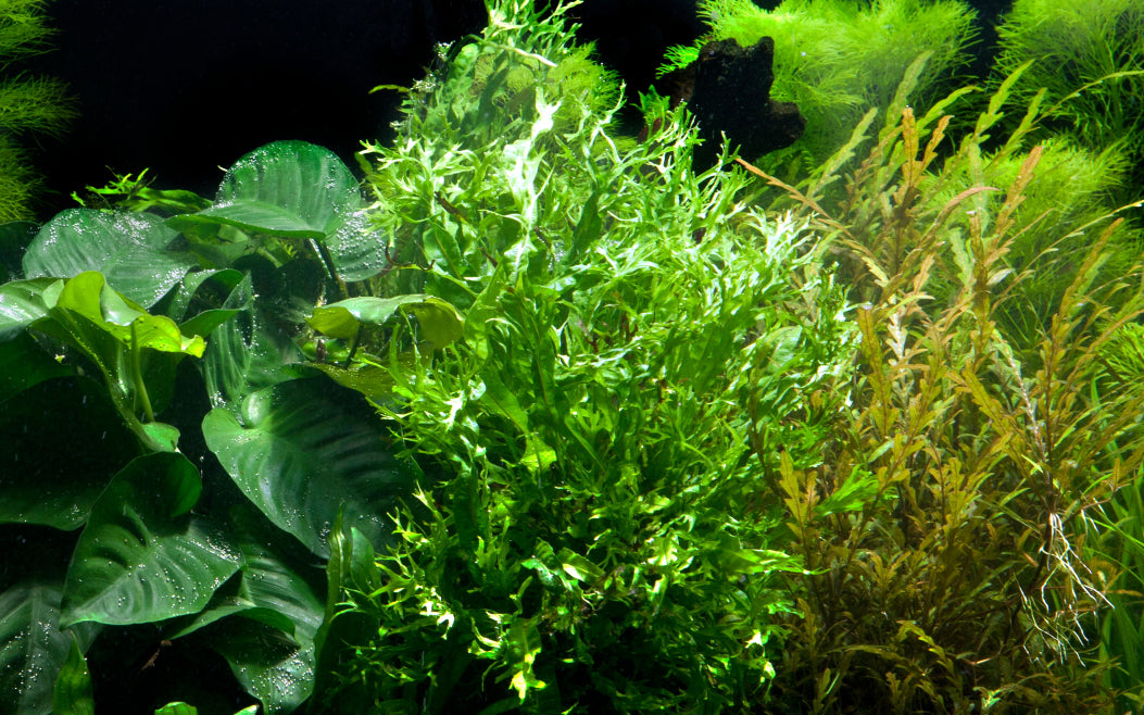 Microsorum pteropus 'Windeløv'