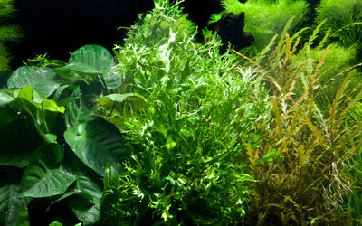 Microsorum pteropus 'Windeløv'