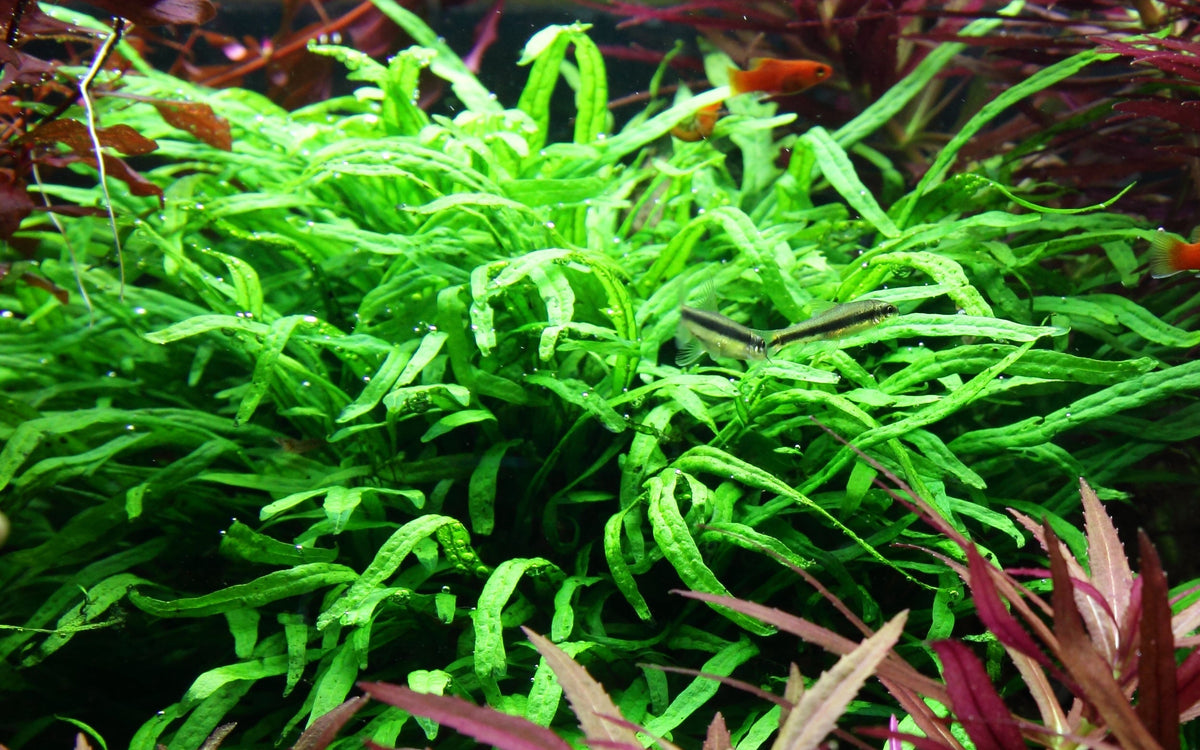 Microsorum pteropus 'Trident'