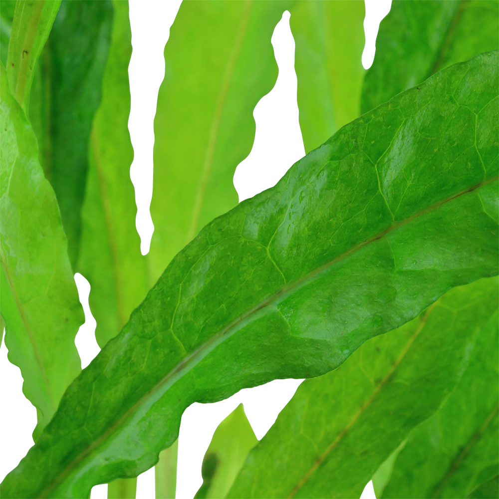 Microsorum pteropus