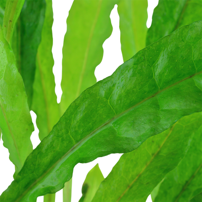 Microsorum pteropus