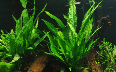 Microsorum pteropus
