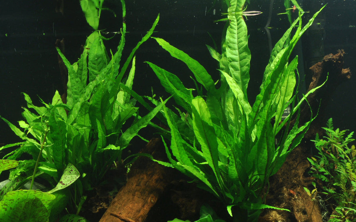 Microsorum pteropus