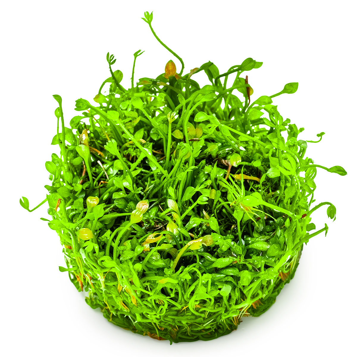 Marsilea minuta