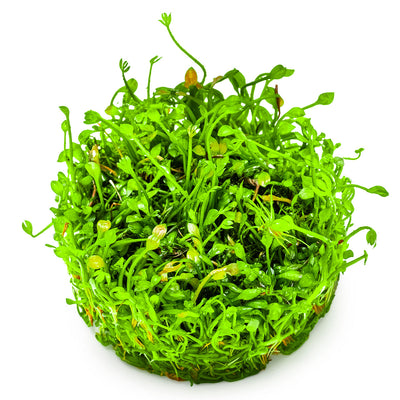 Marsilea minuta