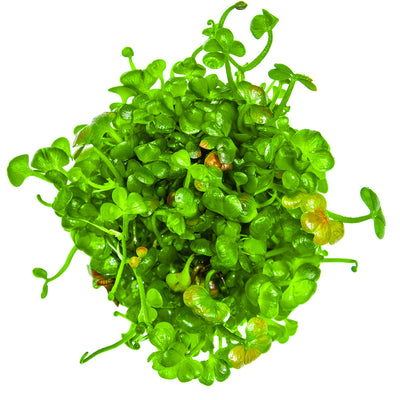 Marsilea hirsuta