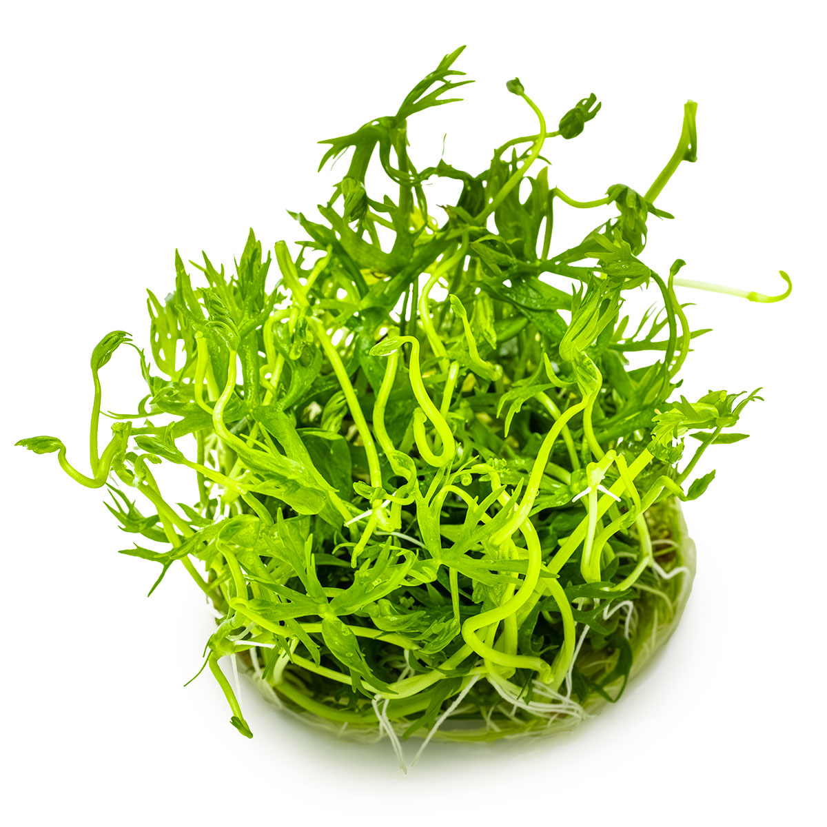 Ranunculus inundatus