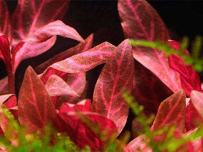 Alternanthera reineckii 'Rosanervig'