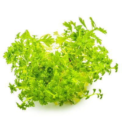 Hottonia palustris