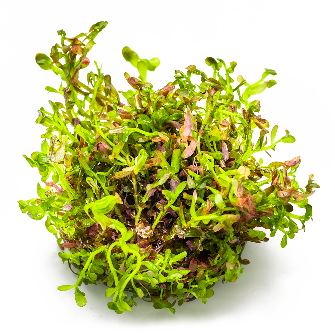 Rotala rotundifolia 'Blood Red'