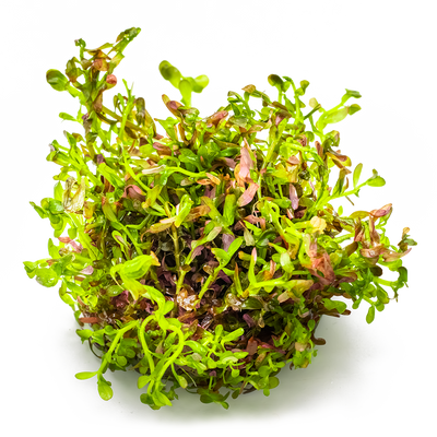 Rotala rotundifolia 'Blood Red'