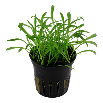 Lilaeopsis brasiliensis