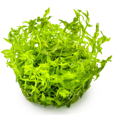 Gratiola viscidula