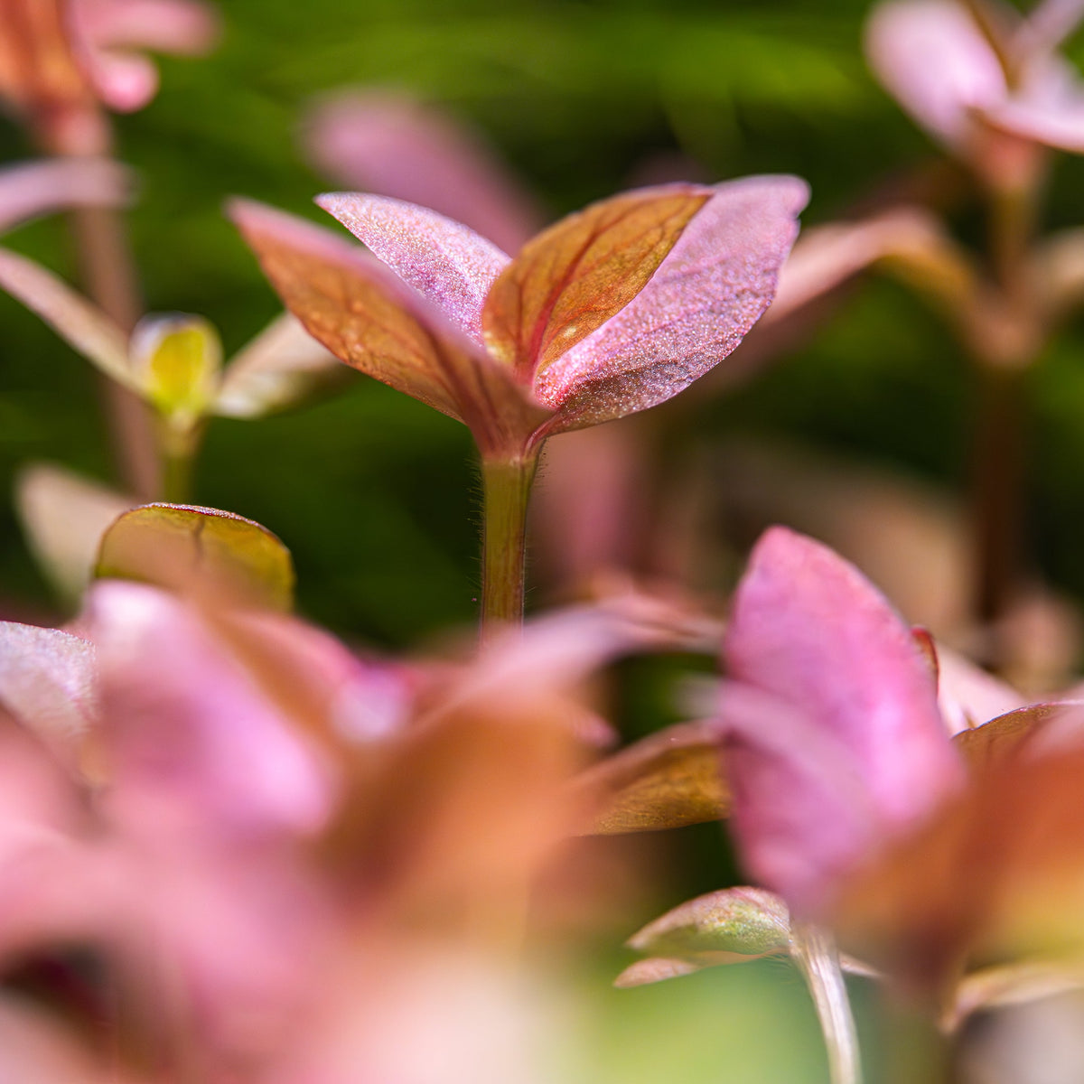 Bacopa salzmannii 'Purple'
