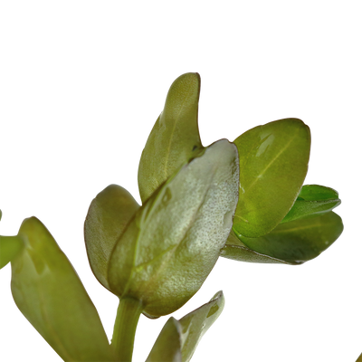 Bacopa caroliniana
