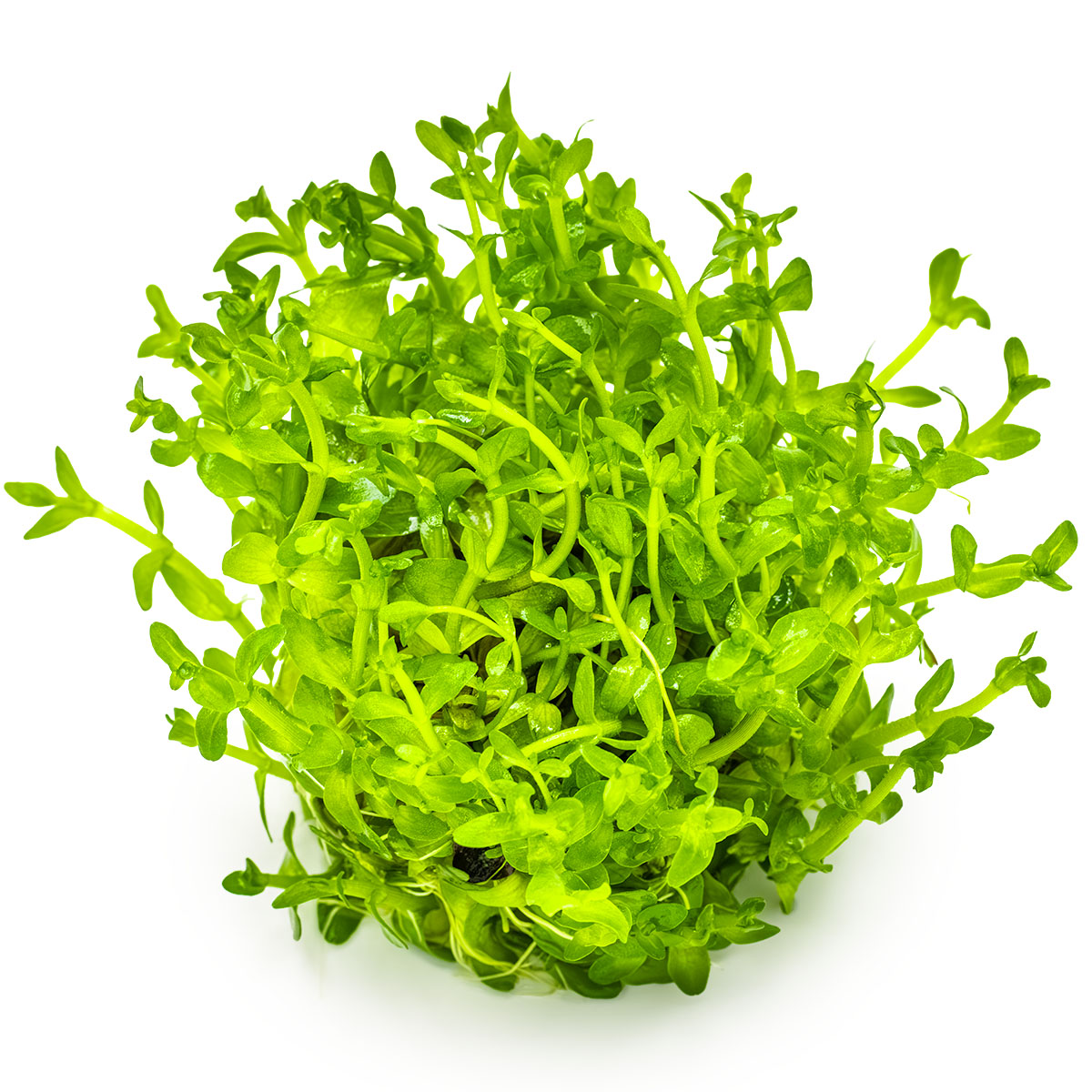 Bacopa caroliniana