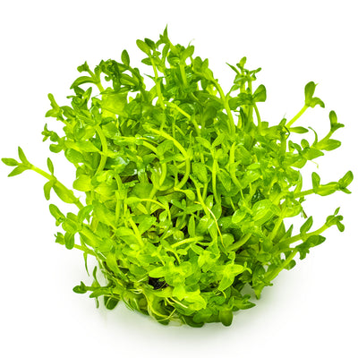 Bacopa caroliniana