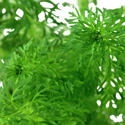 Limnophila sessiliflora