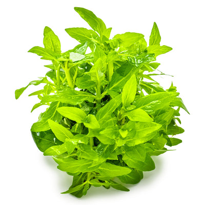 Staurogyne repens
