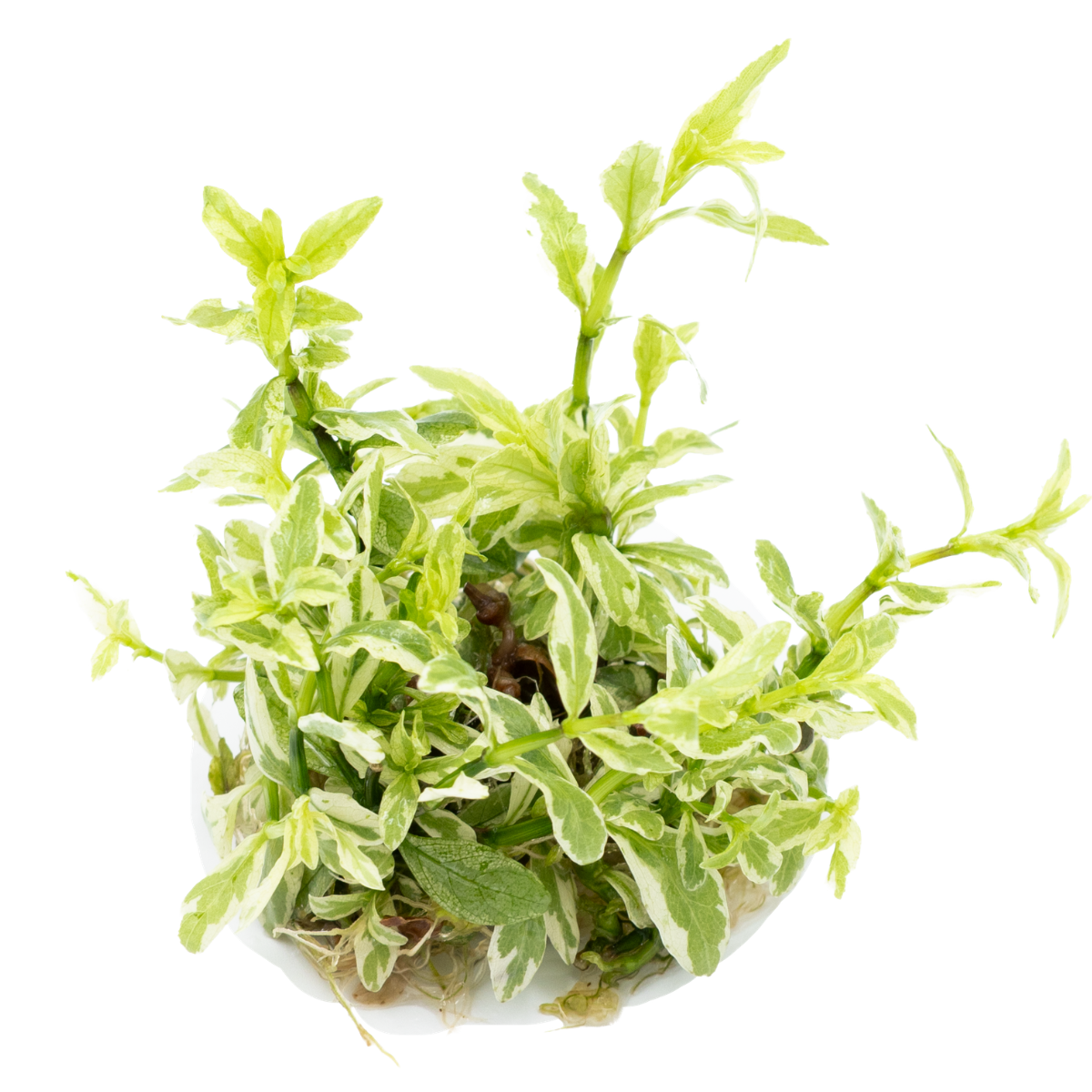 Hygrophila polysperma 'White'
