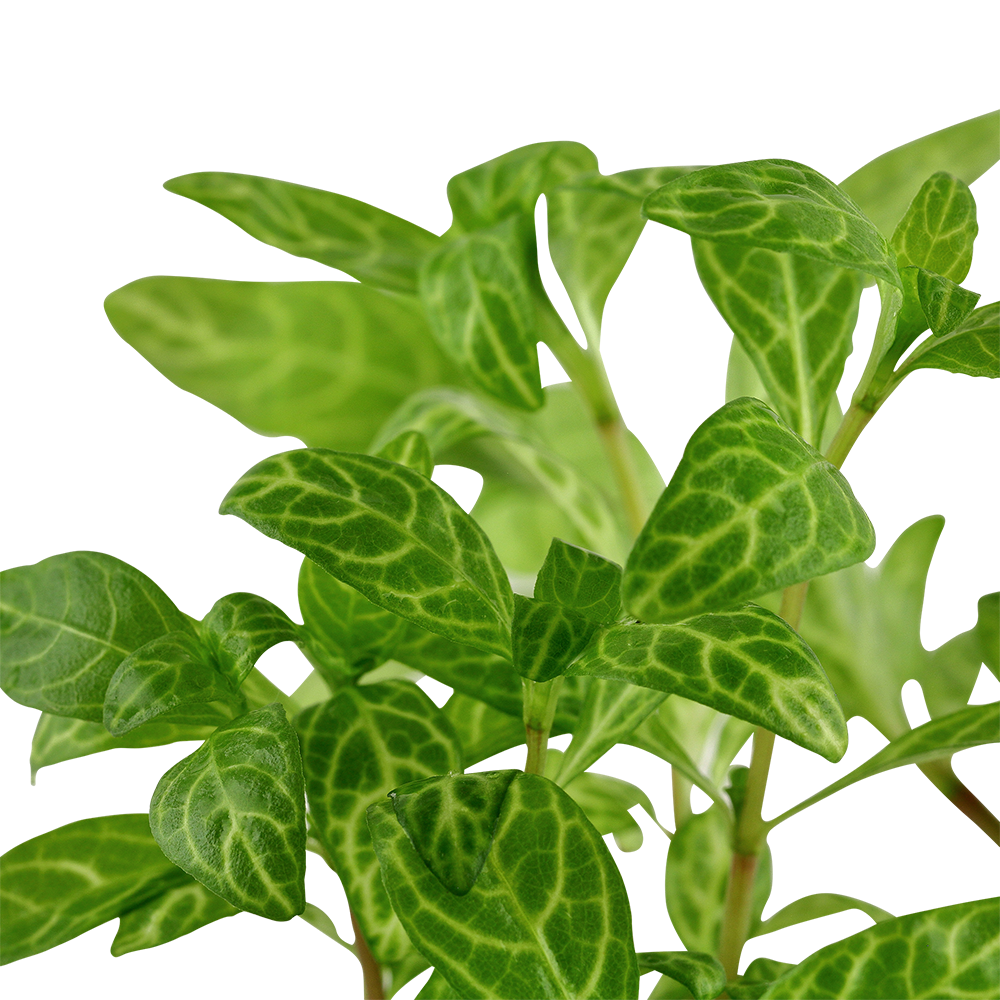 Hygrophila polysperma 'Rosanervig'