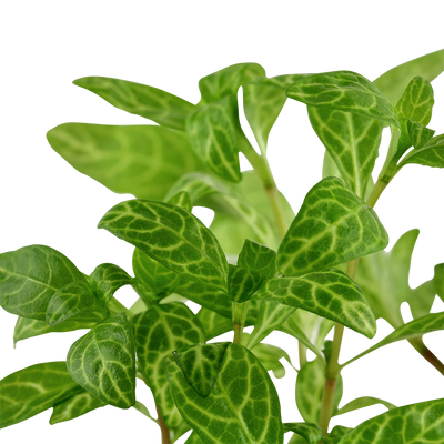 Hygrophila polysperma 'Rosanervig'