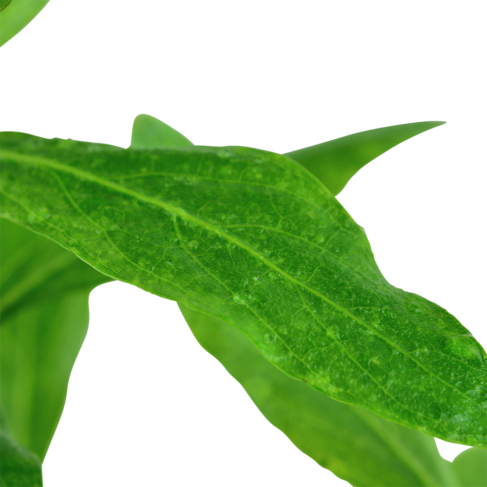 Hygrophila polysperma