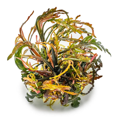 Hygrophila pinnatifida