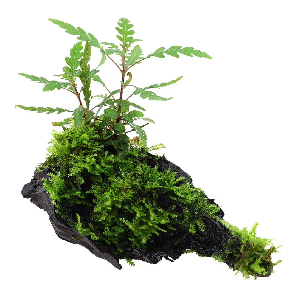 Hygrophila pinnatifida & moss