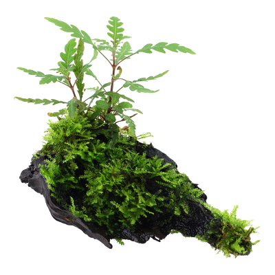 Hygrophila pinnatifida & moss