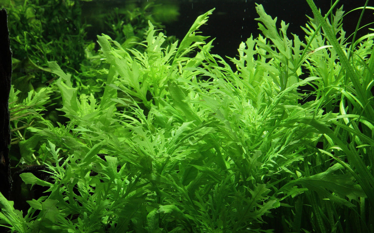 Hygrophila difformis
