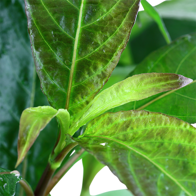 Hygrophila corymbosa 'Stricta'