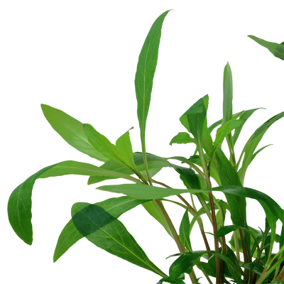 Hygrophila corymbosa 'Siamensis 53B'