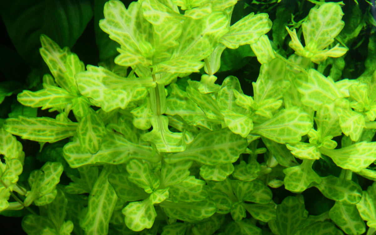 Shinnersia rivularis 'Weiss-Grün'