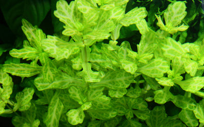 Shinnersia rivularis 'Weiss-Grün'