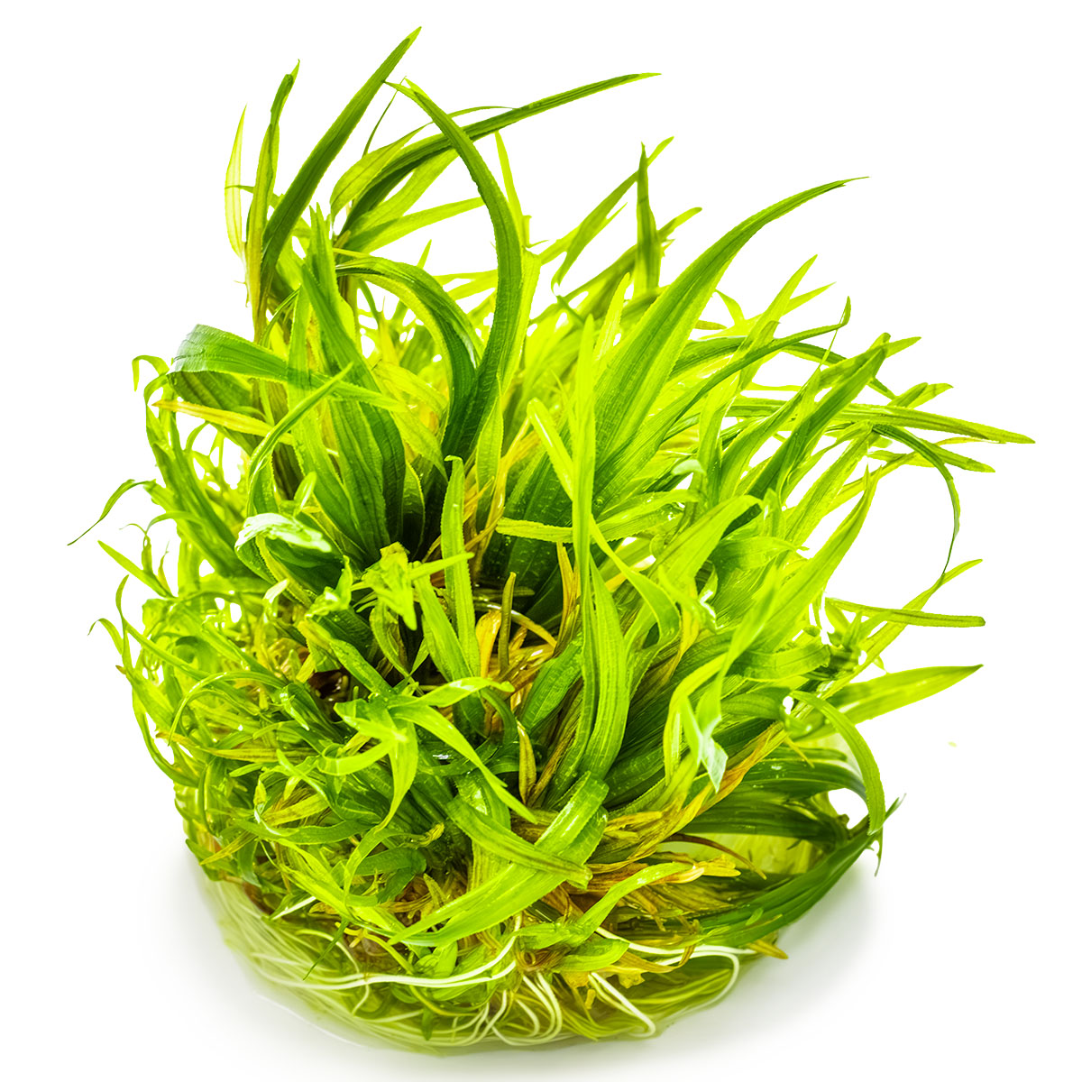 Blyxa japonica