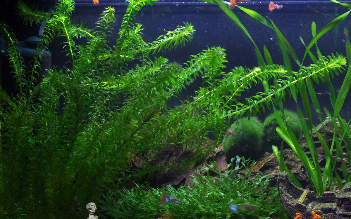 Egeria densa