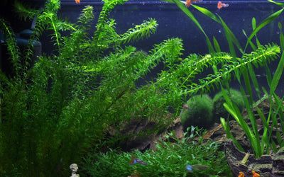 Egeria densa