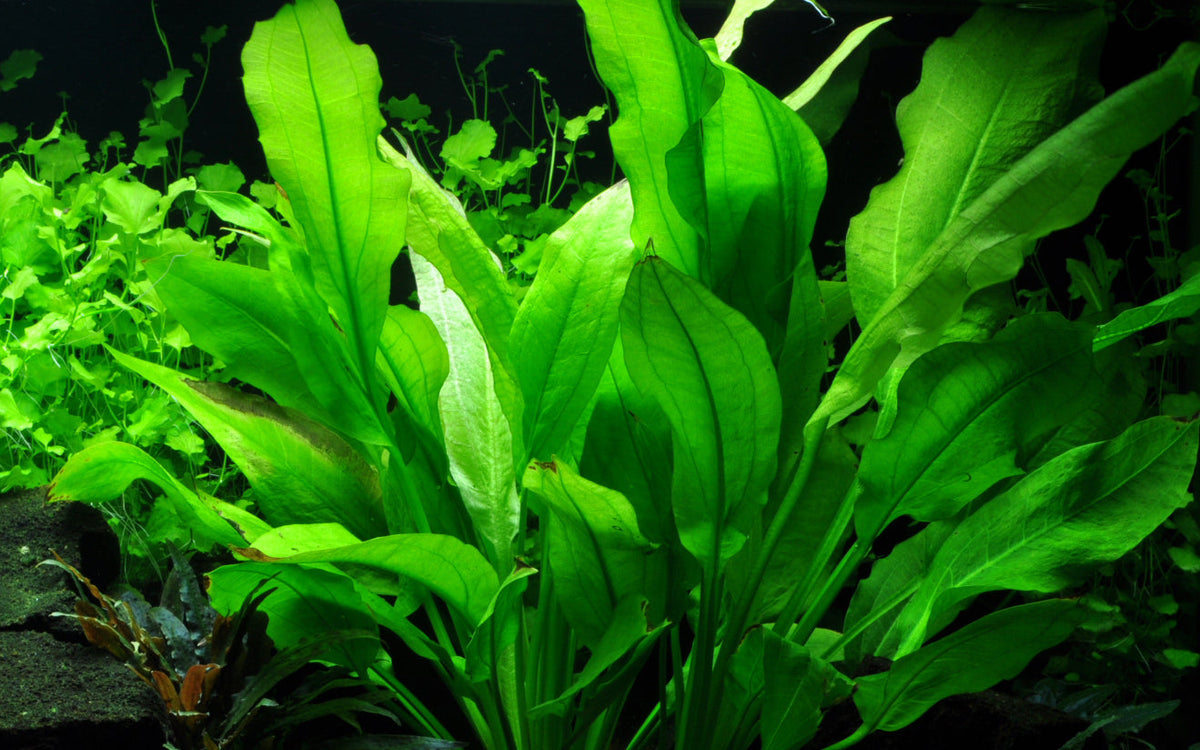 Echinodorus grisebachii 'Bleherae'