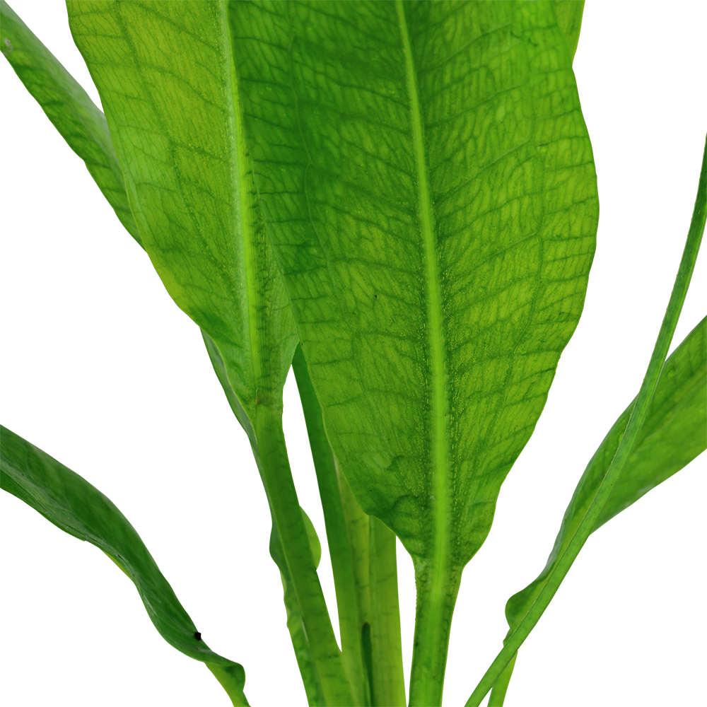 Echinodorus grisebachii 'Bleherae'