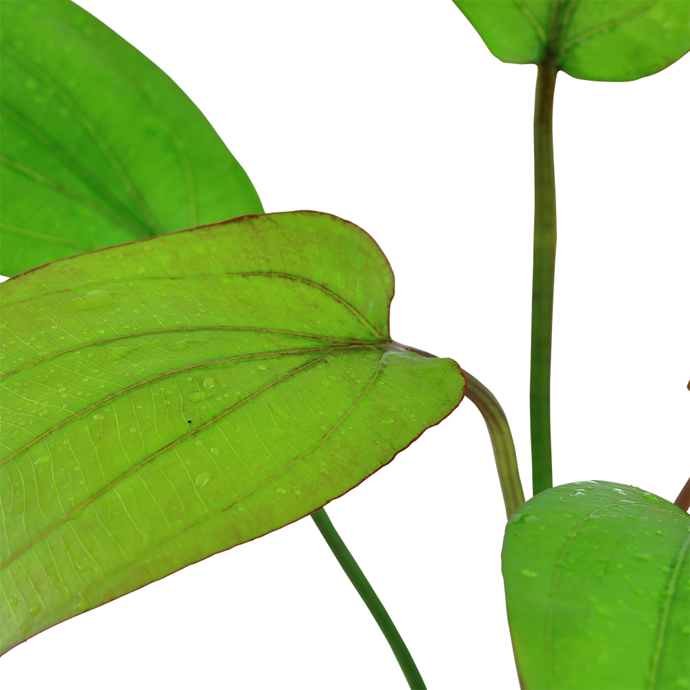 Echinodorus x barthii