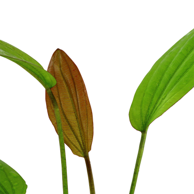 Echinodorus 'Rosé'
