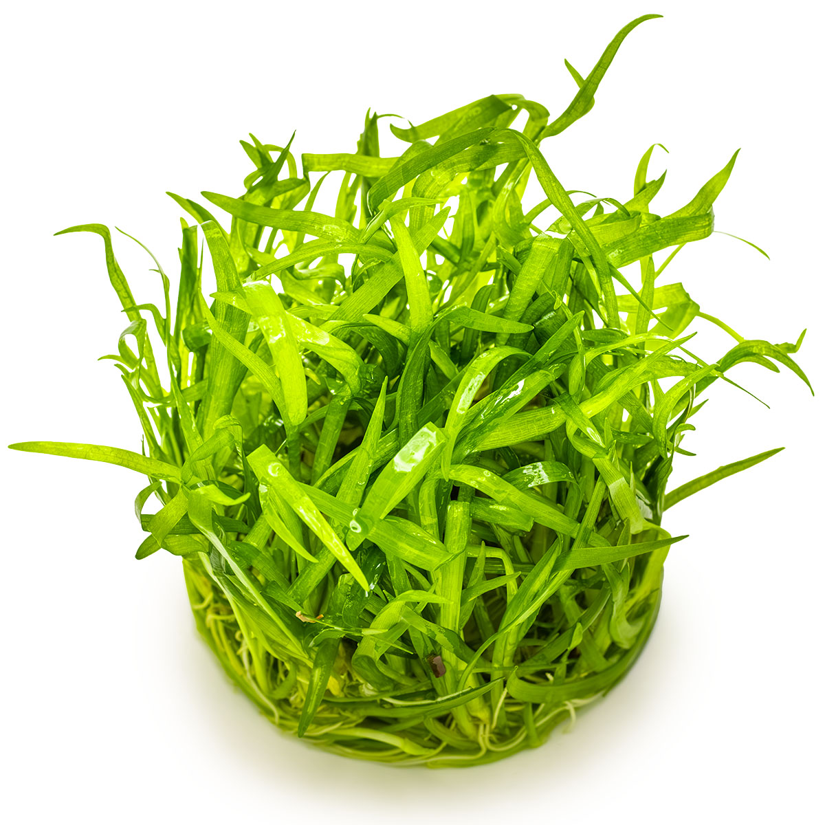 Sagittaria subulata