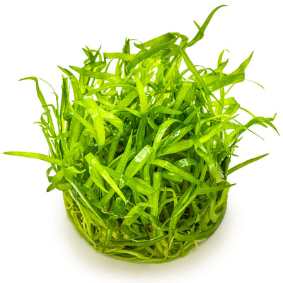 Sagittaria subulata